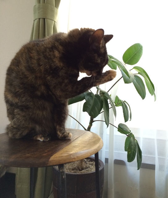 f:id:kitagawaanimals:20150105092143j:plain f:id:kitagawaanimals:20150105092143j:plain