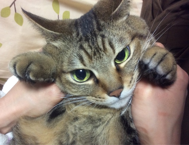 f:id:kitagawaanimals:20150114104013j:plain f:id:kitagawaanimals:20150114104013j:plain