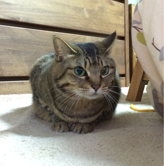 f:id:kitagawaanimals:20150218151014j:plain f:id:kitagawaanimals:20150218151014j:plain