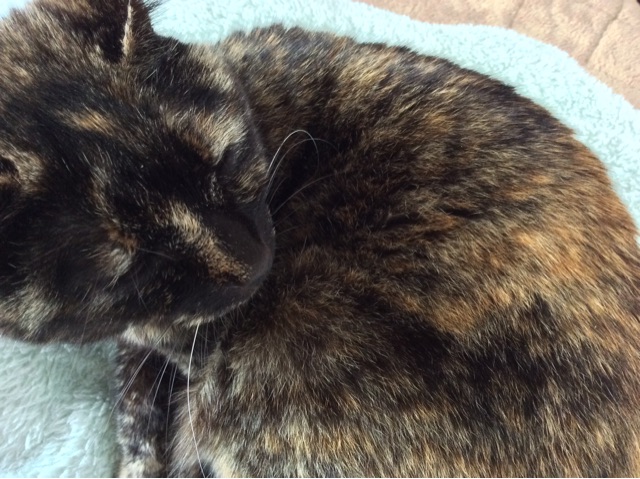f:id:kitagawaanimals:20150225104241j:plain f:id:kitagawaanimals:20150225104241j:plain