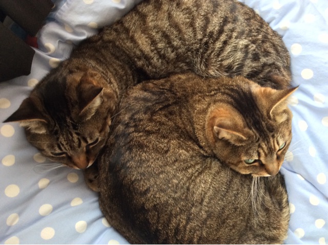 f:id:kitagawaanimals:20150225104259j:plain f:id:kitagawaanimals:20150225104259j:plain