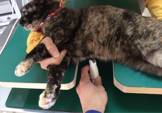 f:id:kitagawaanimals:20150329095005j:plain f:id:kitagawaanimals:20150329095005j:plain