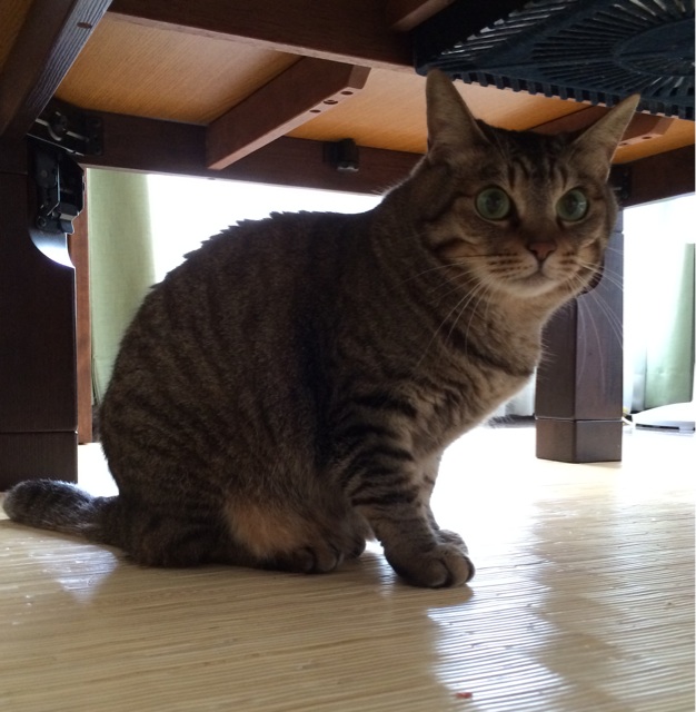 f:id:kitagawaanimals:20150612094153j:plain f:id:kitagawaanimals:20150612094153j:plain