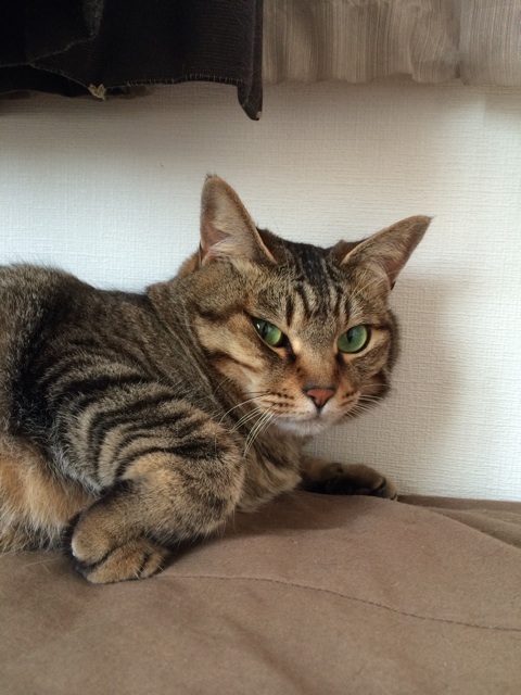 f:id:kitagawaanimals:20150612094210j:plain f:id:kitagawaanimals:20150612094210j:plain
