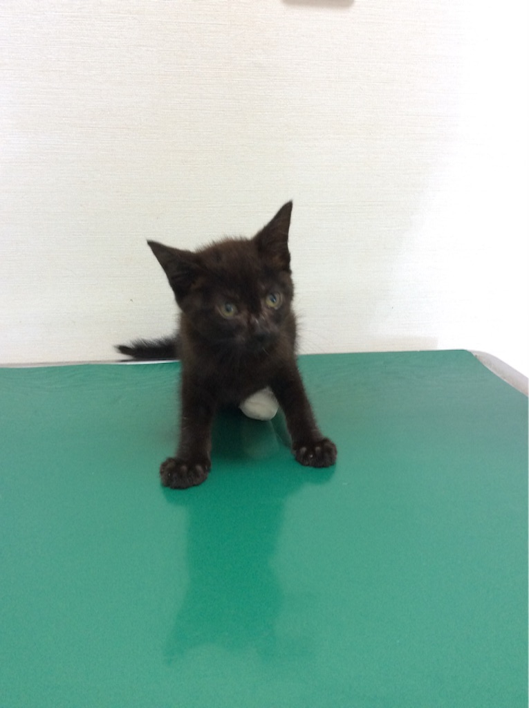 f:id:kitagawaanimals:20150724162455j:image f:id:kitagawaanimals:20150724162455j:image