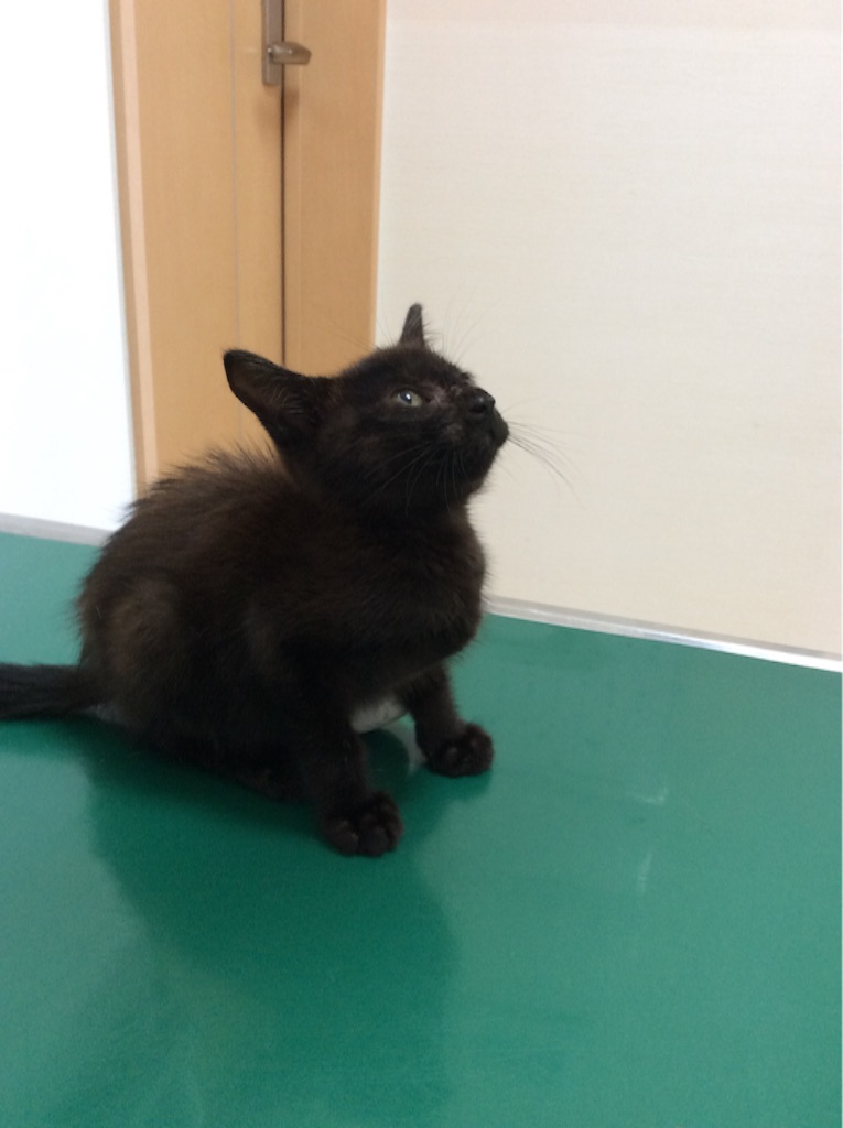 f:id:kitagawaanimals:20150724164153j:image f:id:kitagawaanimals:20150724164153j:image
