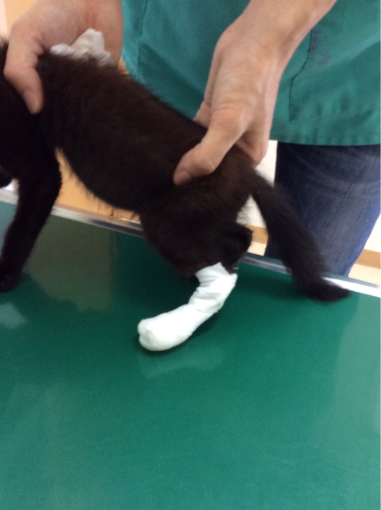 f:id:kitagawaanimals:20150724164945j:image f:id:kitagawaanimals:20150724164945j:image