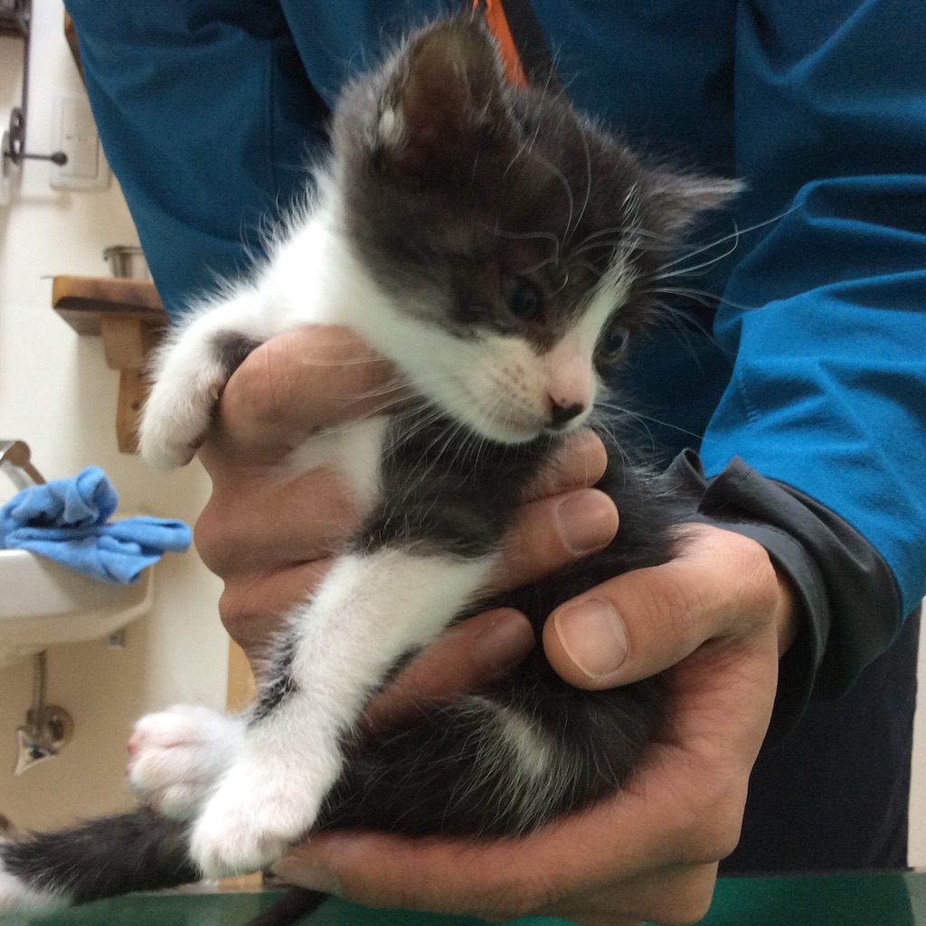 f:id:kitagawaanimals:20151121180101j:image f:id:kitagawaanimals:20151121180101j:image