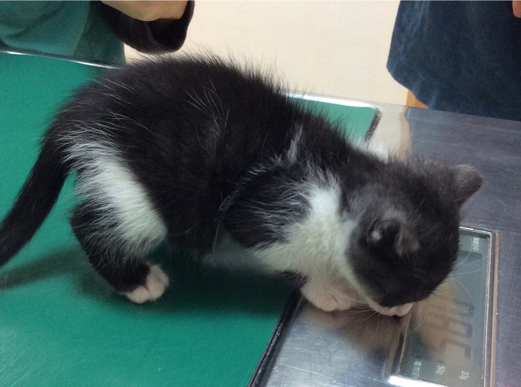 f:id:kitagawaanimals:20151121180112j:image f:id:kitagawaanimals:20151121180112j:image