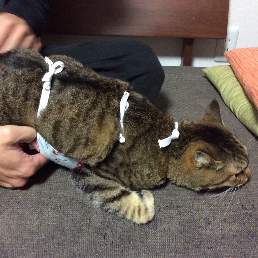 f:id:kitagawaanimals:20151125164900j:image f:id:kitagawaanimals:20151125164900j:image