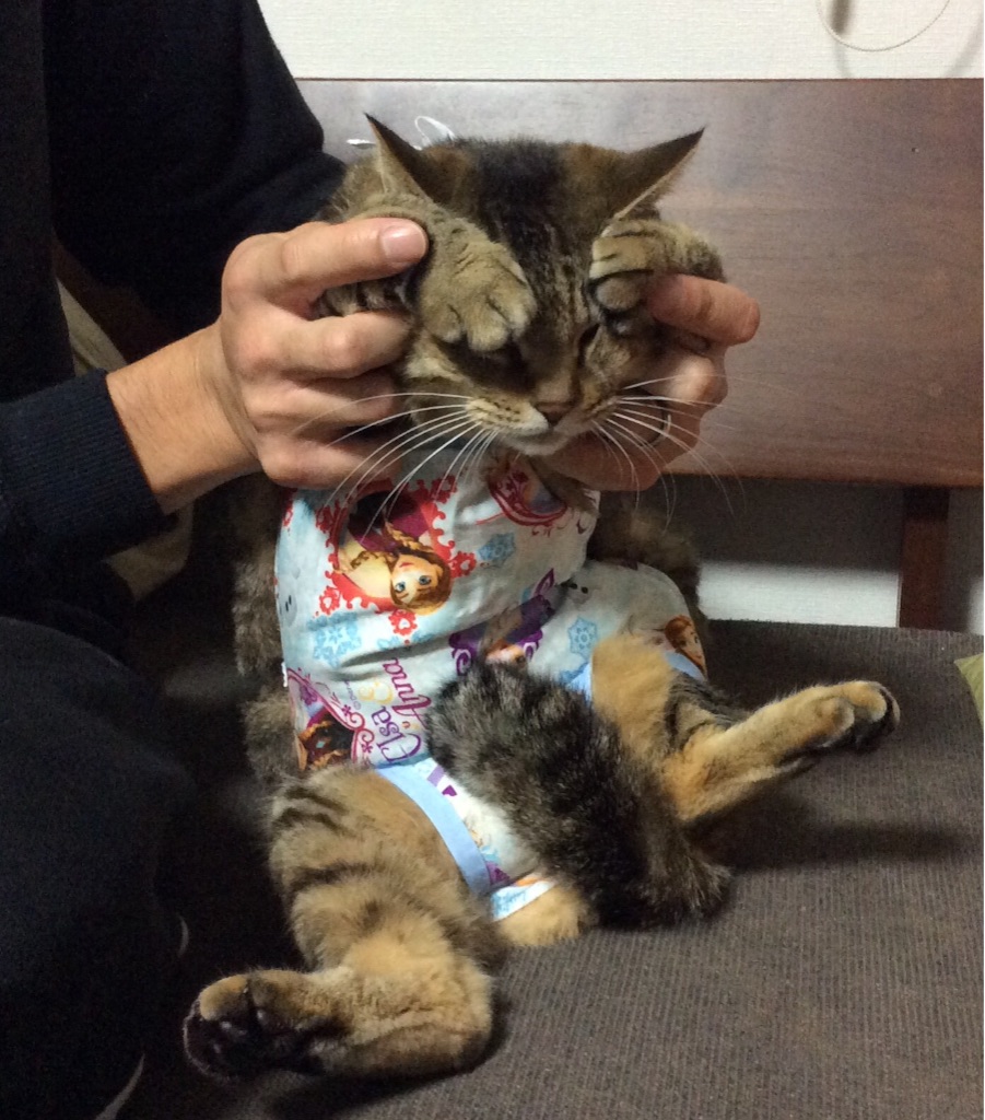 f:id:kitagawaanimals:20151125164925j:image f:id:kitagawaanimals:20151125164925j:image