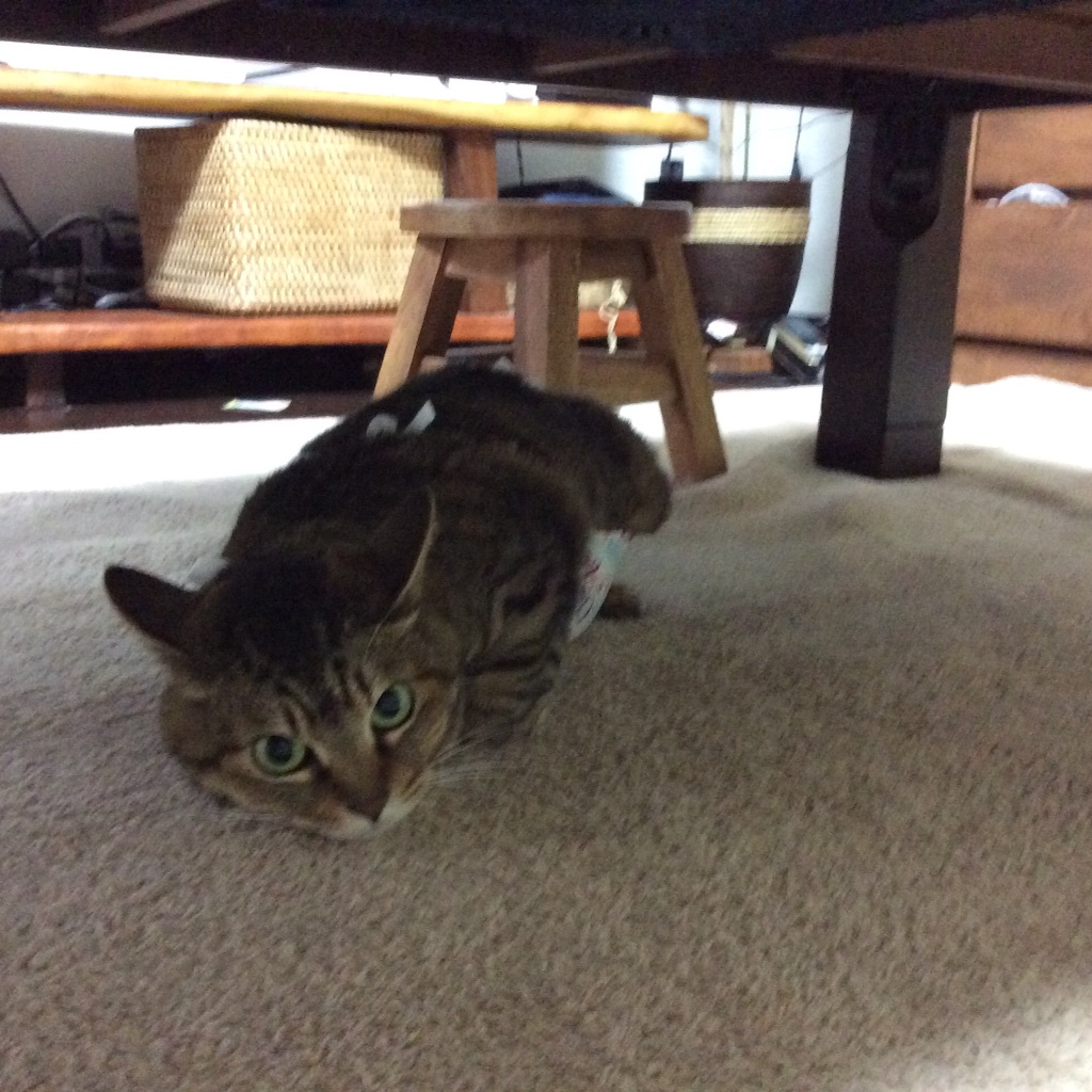 f:id:kitagawaanimals:20151125165037j:image f:id:kitagawaanimals:20151125165037j:image