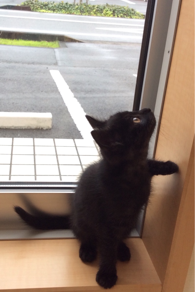 f:id:kitagawaanimals:20151213105046j:image f:id:kitagawaanimals:20151213105046j:image