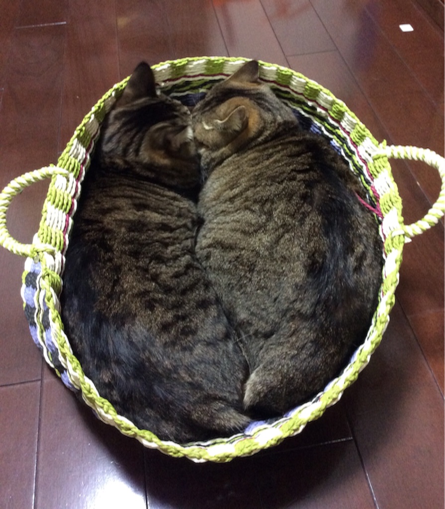 f:id:kitagawaanimals:20151226232958j:image f:id:kitagawaanimals:20151226232958j:image