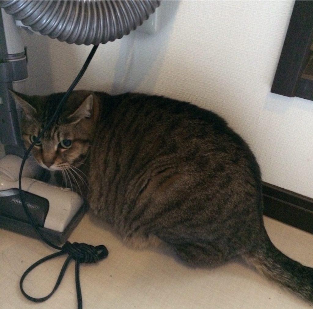 f:id:kitagawaanimals:20160117095021j:image f:id:kitagawaanimals:20160117095021j:image