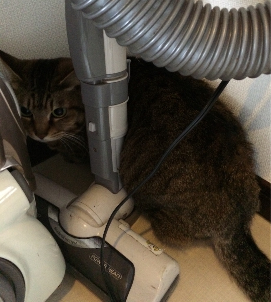 f:id:kitagawaanimals:20160117095035j:image f:id:kitagawaanimals:20160117095035j:image