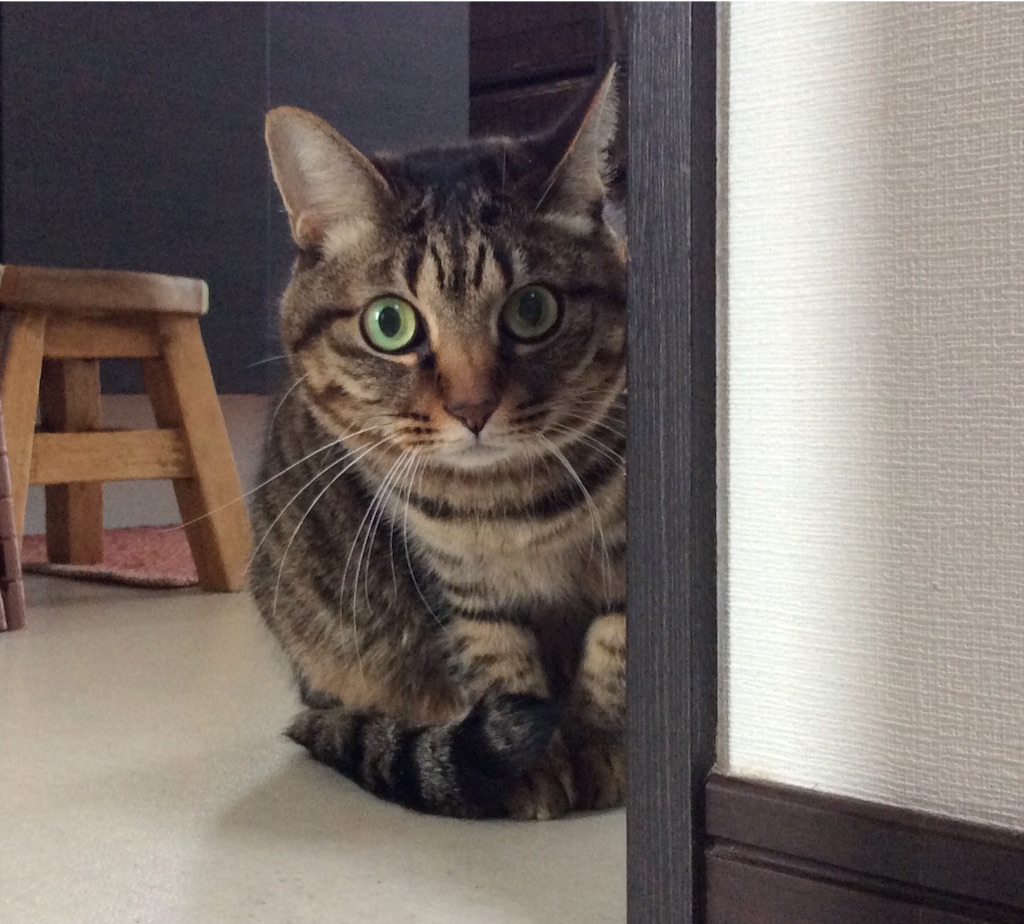 f:id:kitagawaanimals:20160119114607j:image f:id:kitagawaanimals:20160119114607j:image