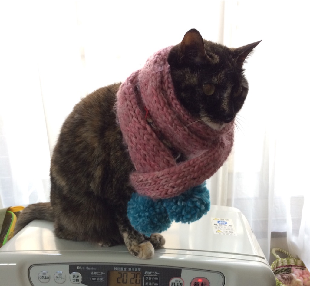 f:id:kitagawaanimals:20160129235553j:image f:id:kitagawaanimals:20160129235553j:image