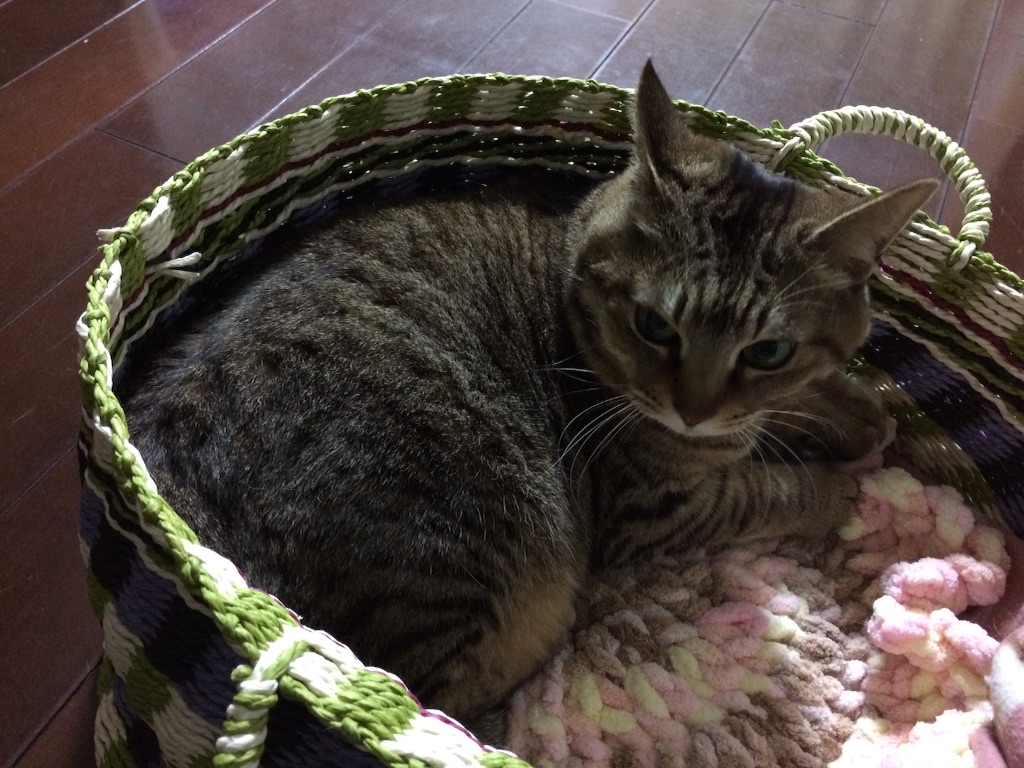 f:id:kitagawaanimals:20160212110210j:image f:id:kitagawaanimals:20160212110210j:image