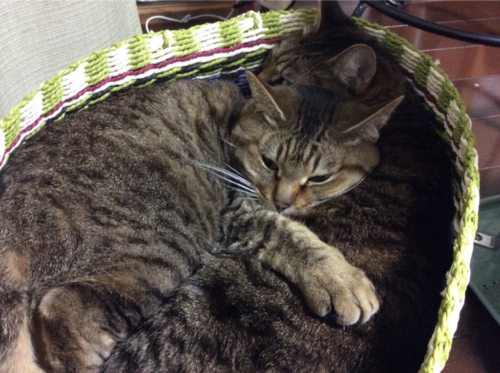 f:id:kitagawaanimals:20160225000413j:image f:id:kitagawaanimals:20160225000413j:image