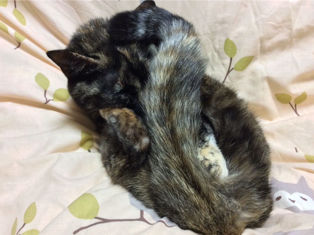 f:id:kitagawaanimals:20160225000453j:image f:id:kitagawaanimals:20160225000453j:image