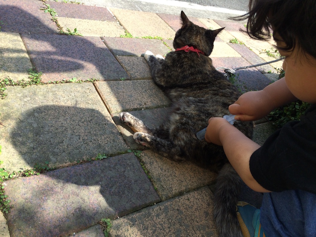 f:id:kitagawaanimals:20160509221451j:image f:id:kitagawaanimals:20160509221451j:image