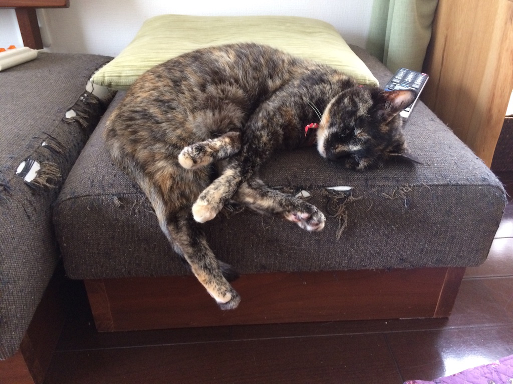 f:id:kitagawaanimals:20160601144401j:image f:id:kitagawaanimals:20160601144401j:image