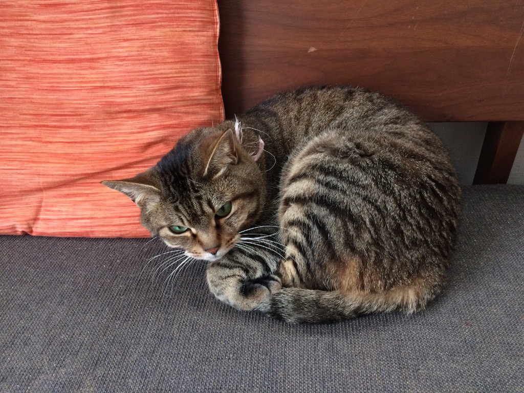 f:id:kitagawaanimals:20160601144445j:image f:id:kitagawaanimals:20160601144445j:image