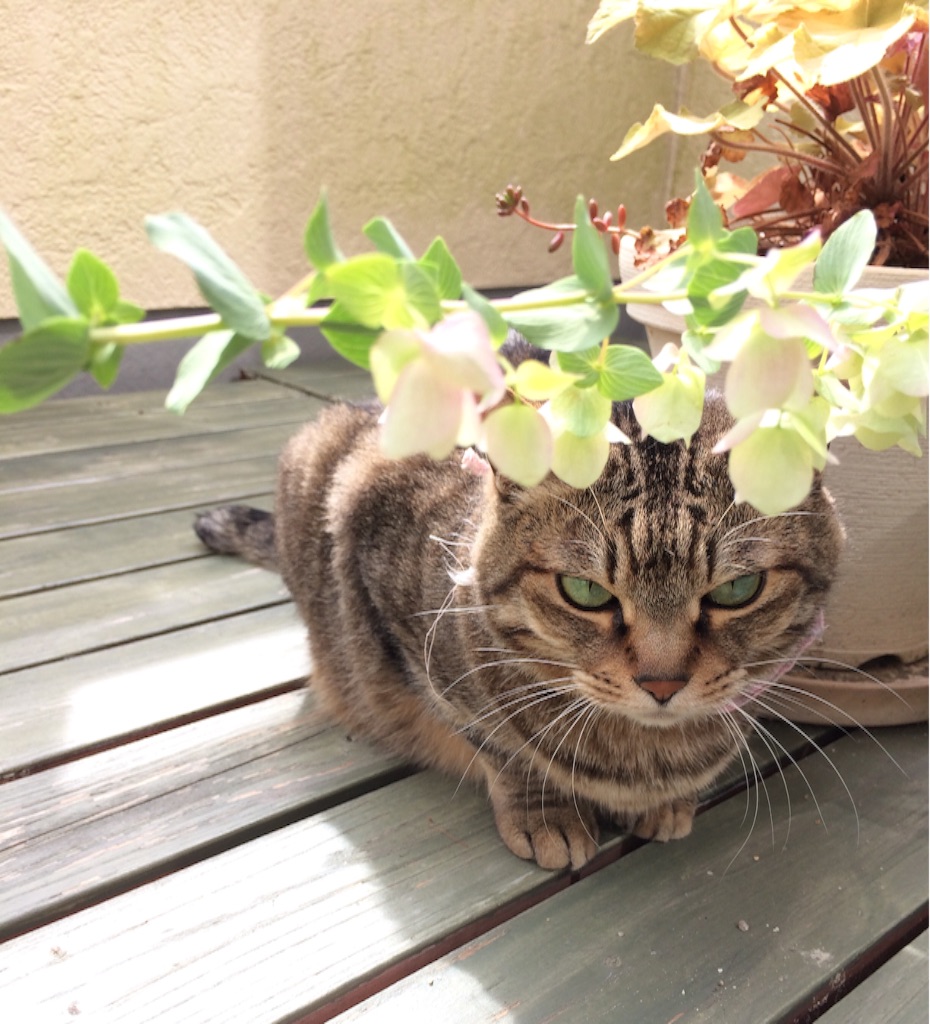 f:id:kitagawaanimals:20160605223444j:image f:id:kitagawaanimals:20160605223444j:image