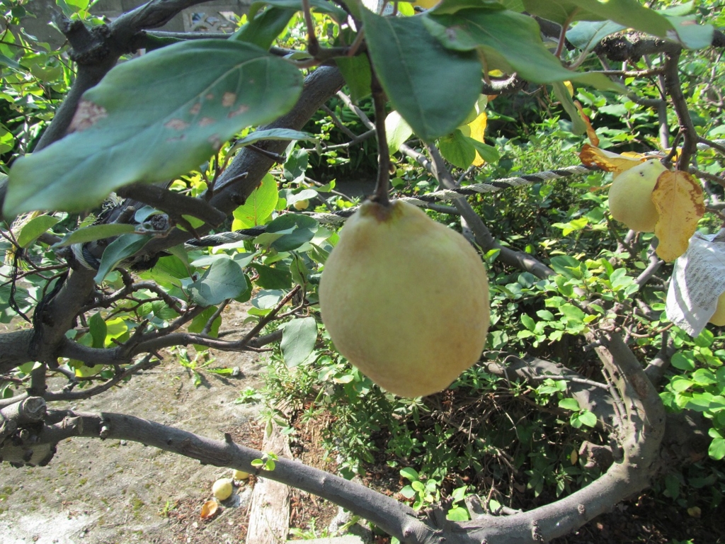 f:id:kitarannkahiyo:20151003055338j:plain