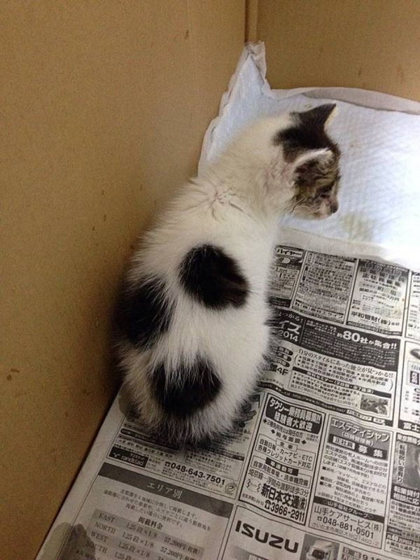 f:id:kiyomizu22233:20140626092402j:plain f:id:kiyomizu22233:20140626092402j:plain