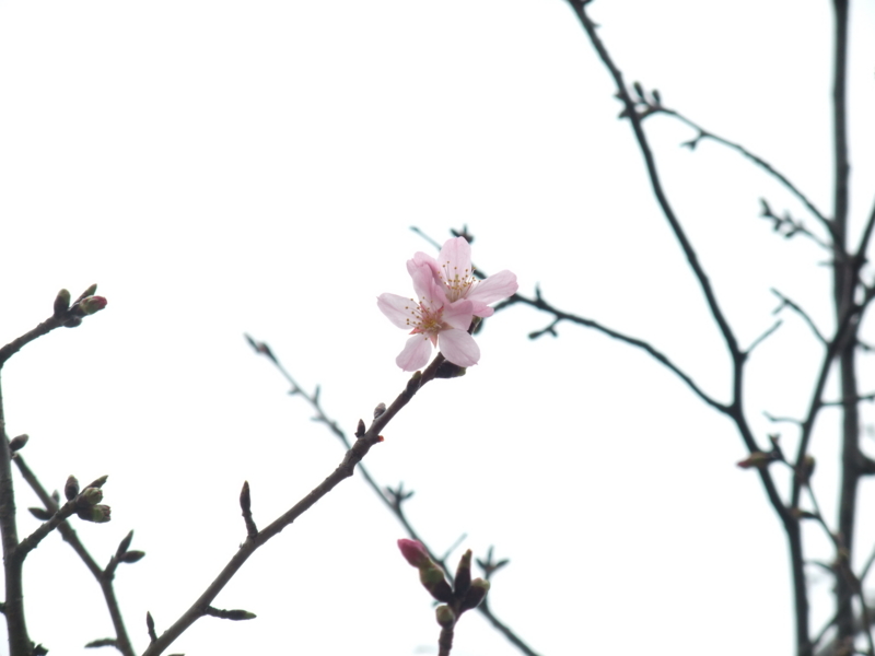 f:id:kjwnakamura:20130402102725j:plain f:id:kjwnakamura:20130402102725j:plain