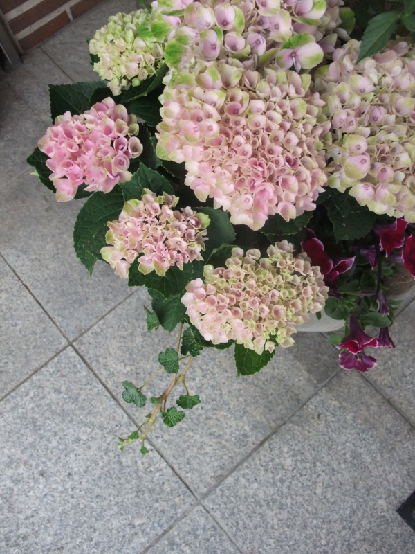 f:id:kjwnakamura:20130528150532j:plain f:id:kjwnakamura:20130528150532j:plain