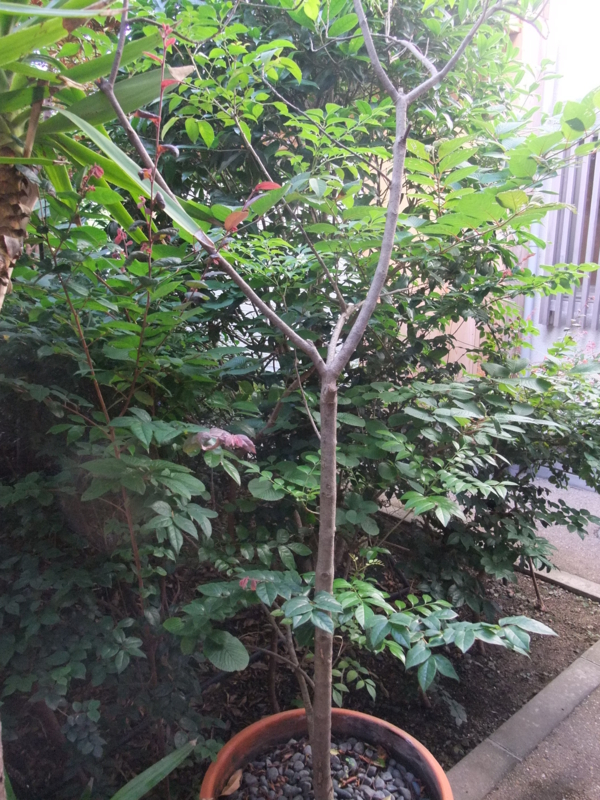f:id:kjwnakamura:20130716162114j:plain f:id:kjwnakamura:20130716162114j:plain
