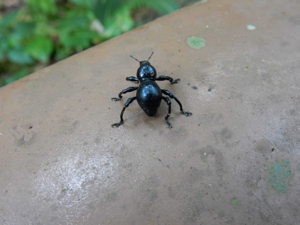 f:id:kkamedev:20160522113207j:plain