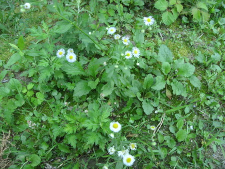 f:id:kkfruits:20120709120350j:image:w360 f:id:kkfruits:20120709120350j:image:w360