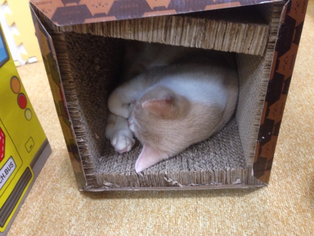 f:id:kkyo9113:20141030000220j:plain f:id:kkyo9113:20141030000220j:plain