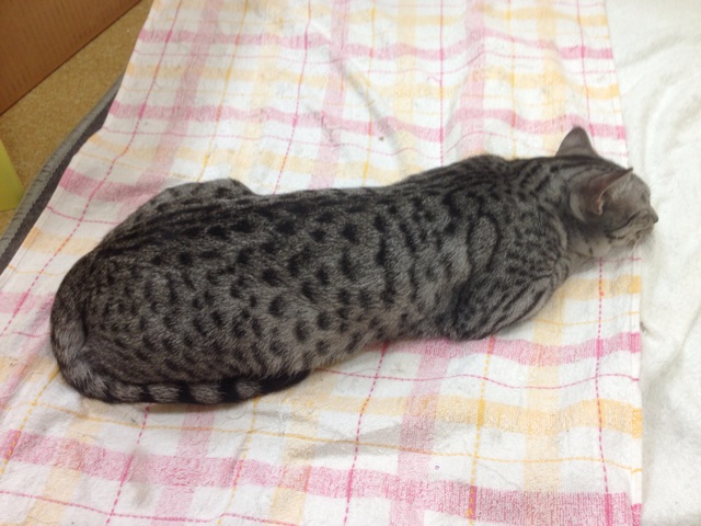 f:id:kkyo9113:20141030000233j:plain f:id:kkyo9113:20141030000233j:plain