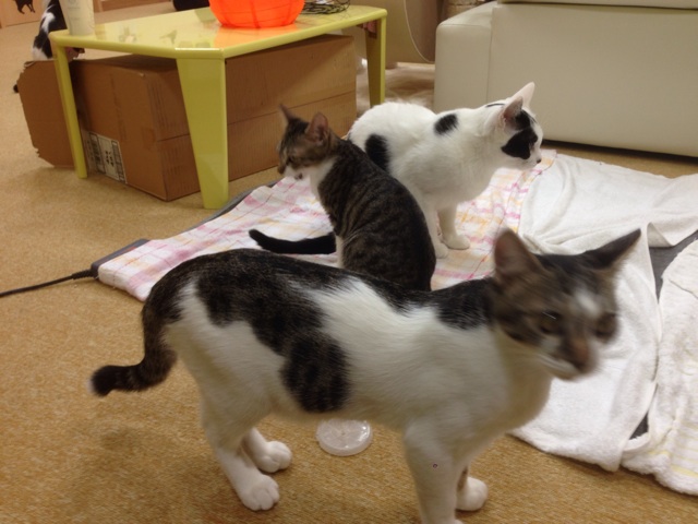 f:id:kkyo9113:20141030000429j:plain f:id:kkyo9113:20141030000429j:plain
