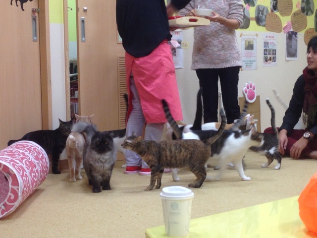 f:id:kkyo9113:20141030000507j:plain f:id:kkyo9113:20141030000507j:plain