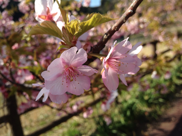 f:id:kluklu:20130419101544j:plain f:id:kluklu:20130419101544j:plain