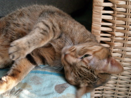 f:id:kmochi:20070210160027j:image f:id:kmochi:20070210160027j:image