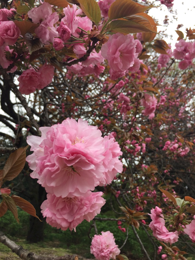 f:id:knnl-ai:20160410222004j:image f:id:knnl-ai:20160410222004j:image