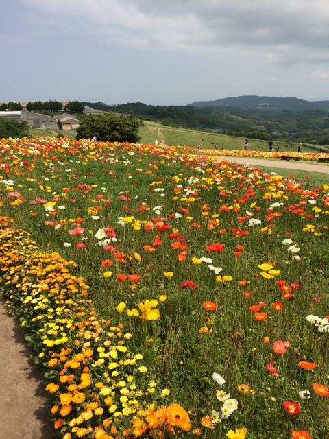 f:id:kobeoyaji:20140527071208j:plain f:id:kobeoyaji:20140527071208j:plain