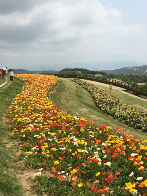 f:id:kobeoyaji:20140527071246j:plain f:id:kobeoyaji:20140527071246j:plain