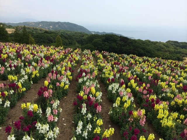 f:id:kobeoyaji:20140527071310j:plain f:id:kobeoyaji:20140527071310j:plain