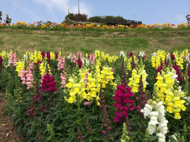 f:id:kobeoyaji:20140527071343j:plain f:id:kobeoyaji:20140527071343j:plain