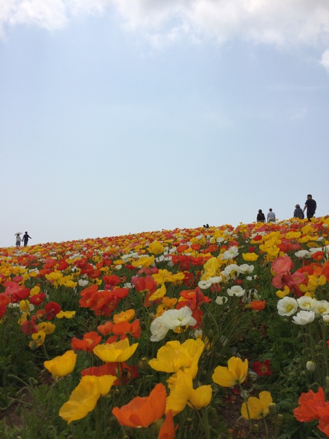 f:id:kobeoyaji:20140527071356j:plain f:id:kobeoyaji:20140527071356j:plain