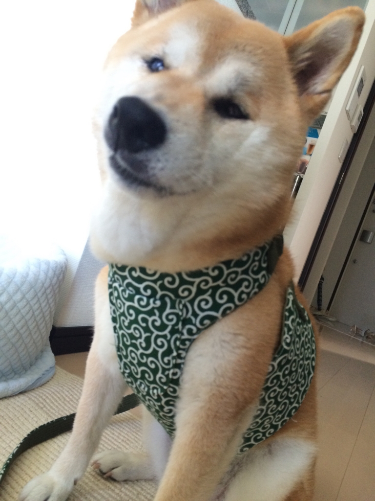 f:id:kobesansaku:20150715072732j:plain f:id:kobesansaku:20150715072732j:plain