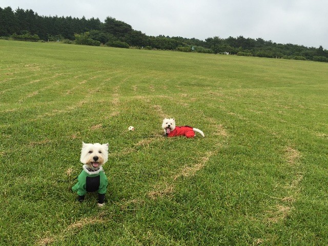 f:id:kobumakidays:20150628135811j:image f:id:kobumakidays:20150628135811j:image